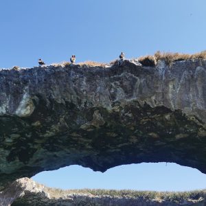 Aves Islas Marietas