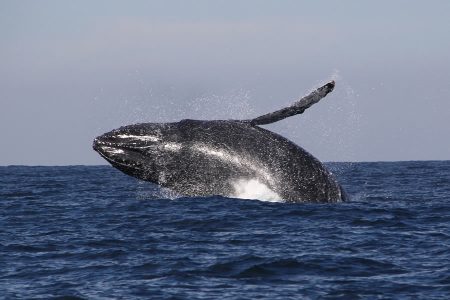 Avistamiento de ballenas y delfines en Puerto Vallarta