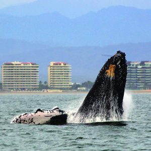 Avistamiento de ballenas y delfines en Puerto Vallarta