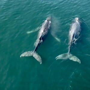 Avistamiento de ballenas y delfines Tour Puerto Vallarta