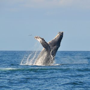 Avistamiento de ballenas y delfines Tour Puerto Vallarta