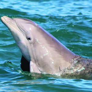 Avistamiento Delfines Puerto Vallarta