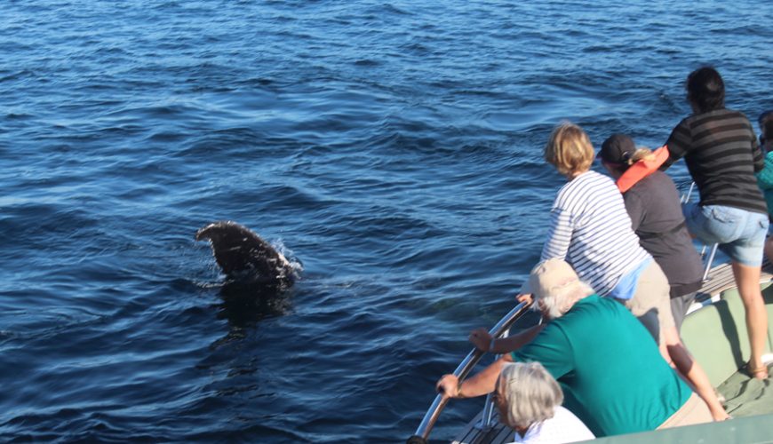 Turistas Avistamiento de ballenas y delfines en Puerto Vallarta